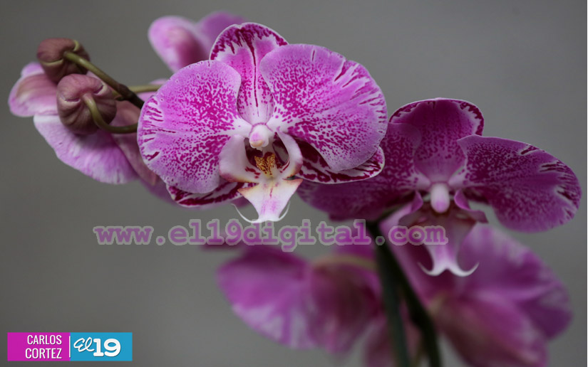 orquideas